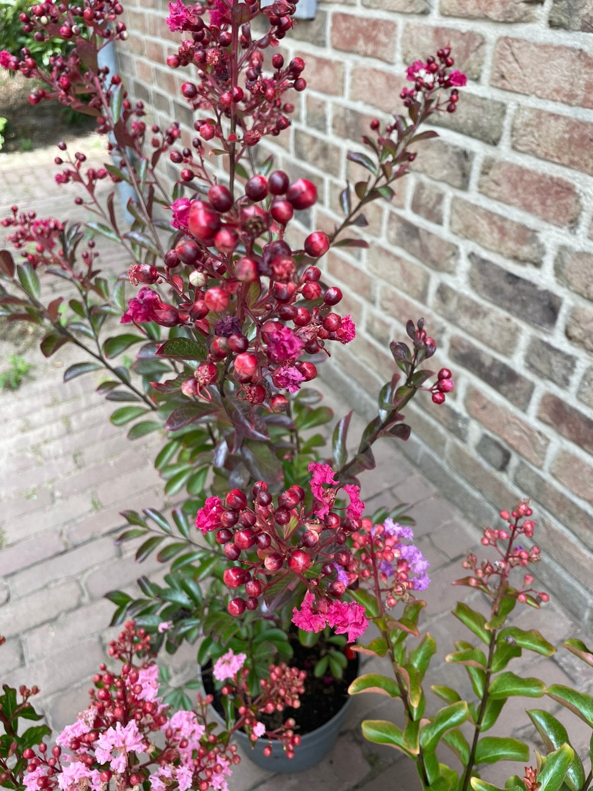Mooie planten deel 2, Ophalen, Overige soorten, Volle zon