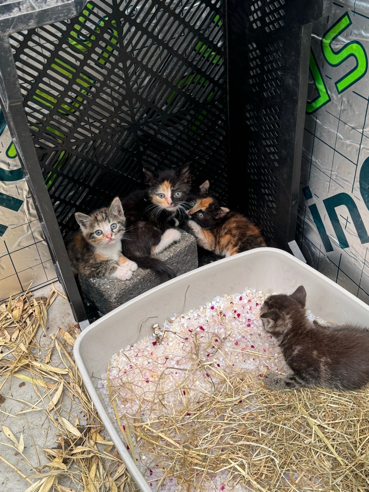 Kittens, Meerdere dieren