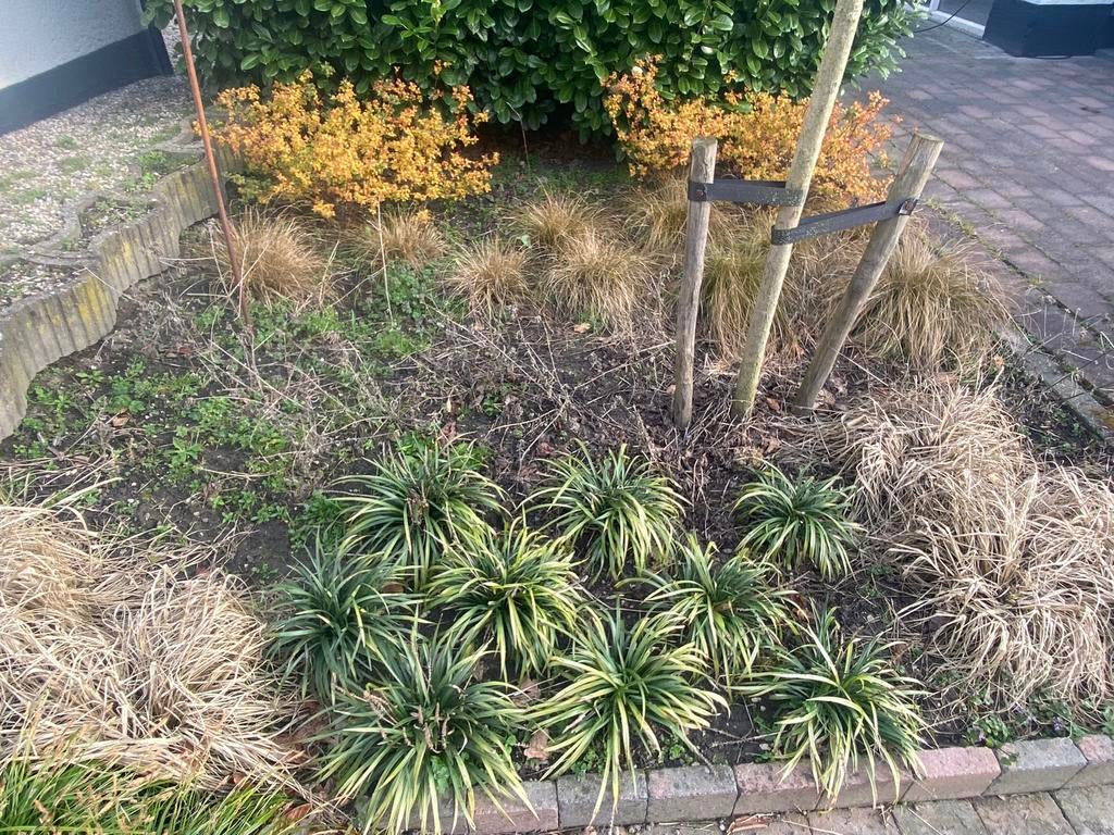 Tuinman Gezocht/Aangeboden, Ophalen of Verzenden, Volle zon, Overige soorten
