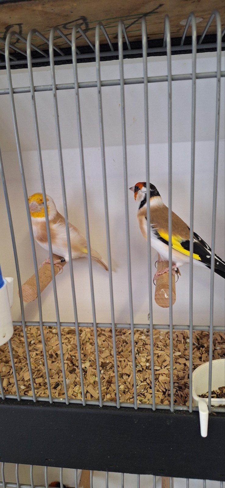 mooie koppeltjes Majoor Putters geringd en onverwant zit kou, Dieren en Toebehoren, Meerdere dieren, Wildzangvogel, Geringd