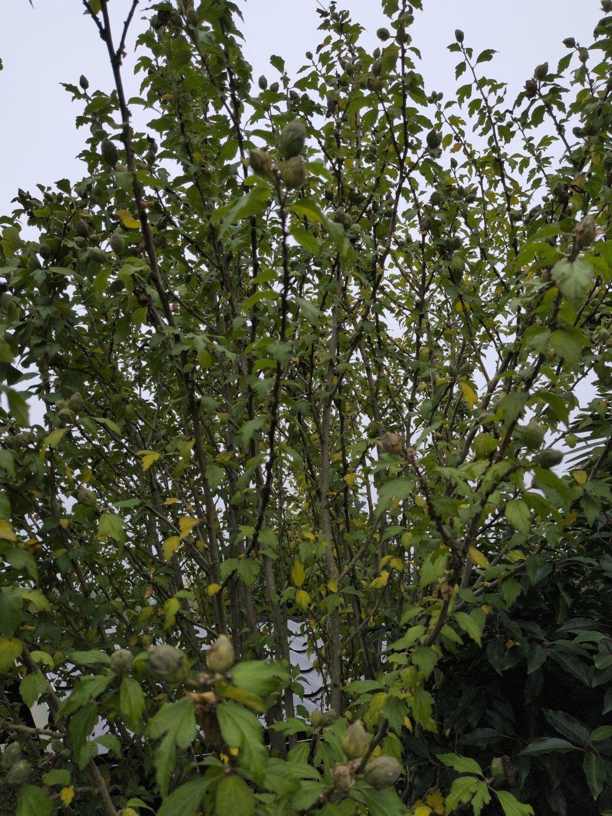 Hibiscus struik - 3 meter hoog - prachtige bloeier voor uw t, Volle zon, Vaste plant, Zomer, Ophalen