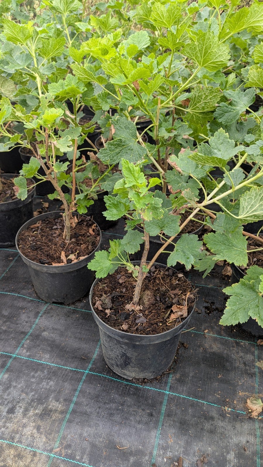 Jostabes, witte moerbei, Japanse moerbei, Tuin en Terras, Minder dan 100 cm, Lente, Overige soorten, In pot
