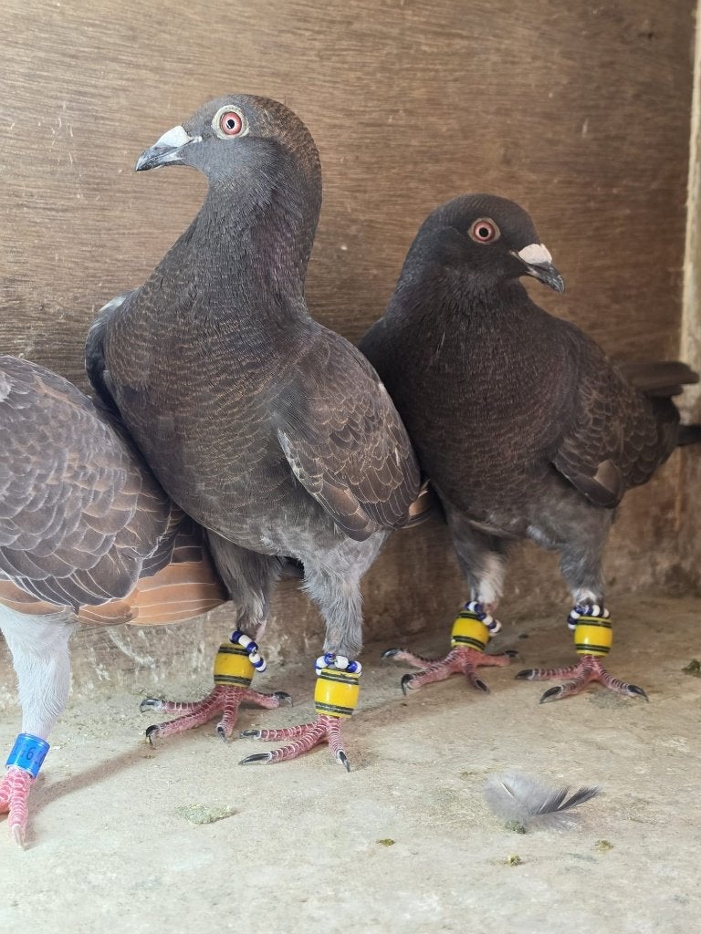 Te koop 3 mooi duiven (2 duivinnen en doffer 7 maand oud, Dieren en Toebehoren, Meerdere dieren, Postduif