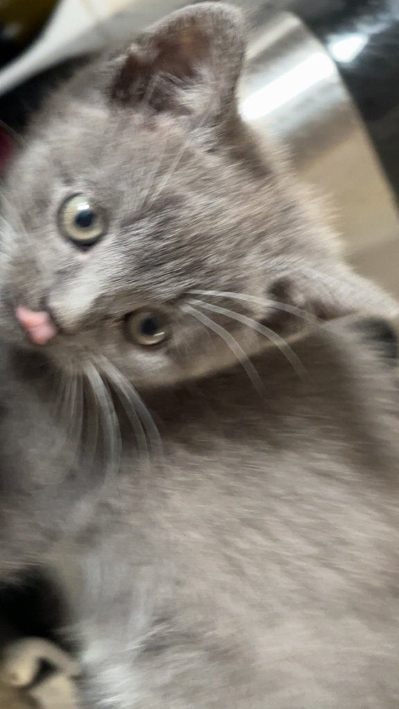 Britse korthaar kater, Dieren en Toebehoren, Kater, 0 tot 2 jaar