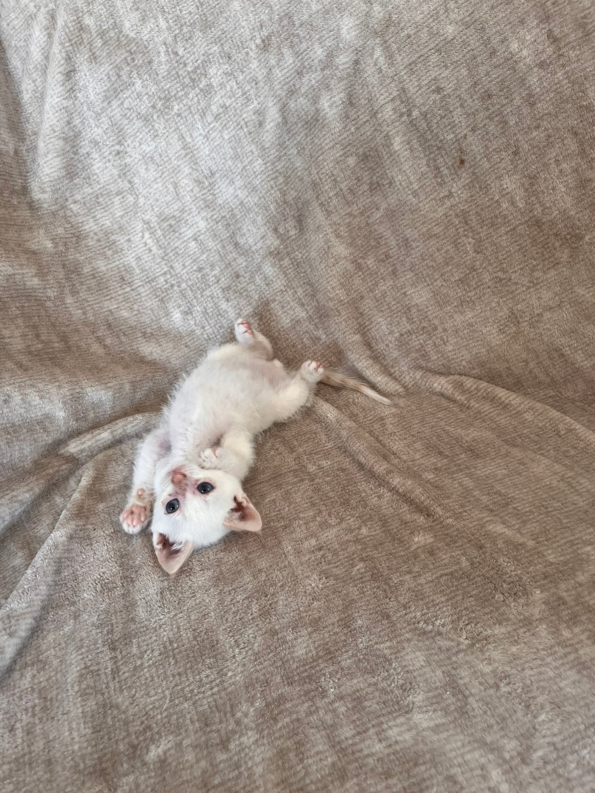 Siamese kitten (albino), Kater, Ontwormd, 0 tot 2 jaar