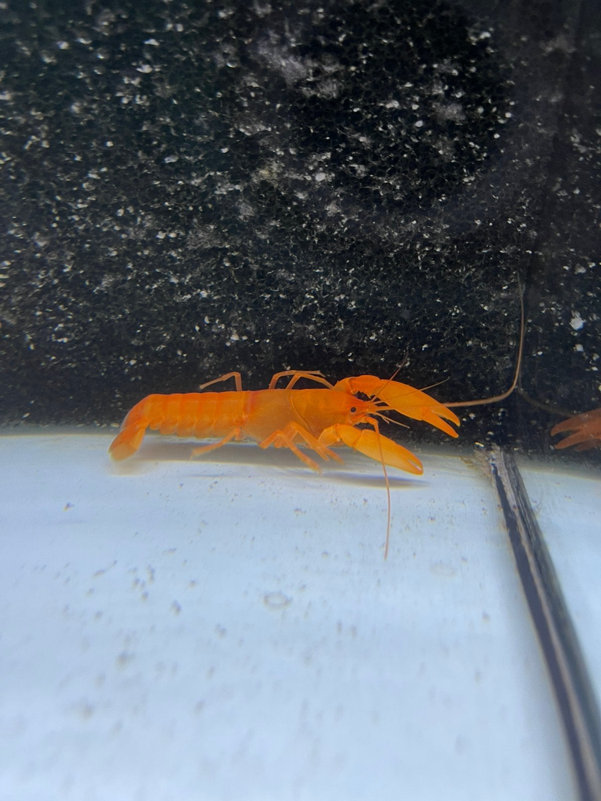 Kreeft, Dieren en Toebehoren, Vissen | Aquariumvissen, Vis
