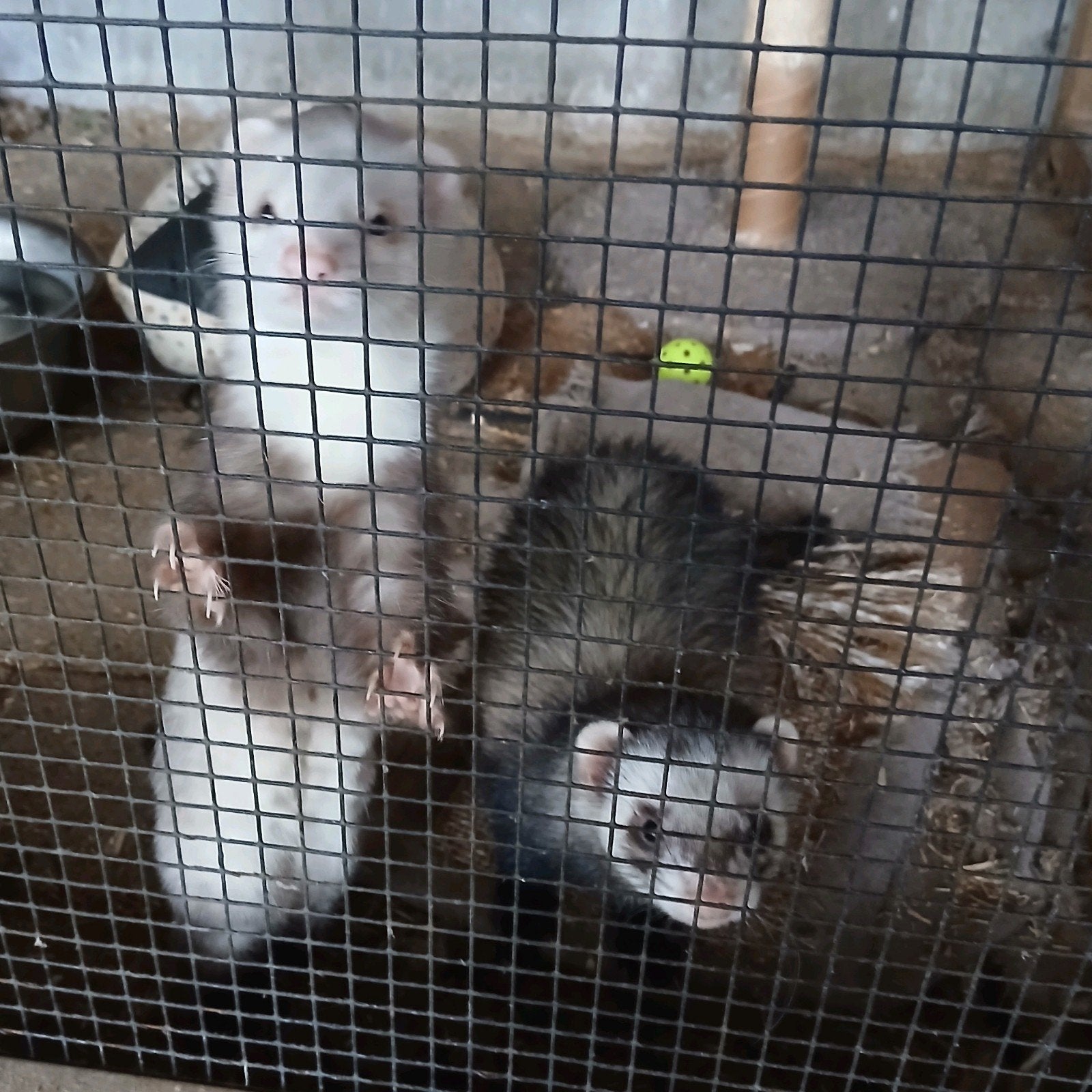 2 fretten, Dieren en Toebehoren, April, Meerdere dieren