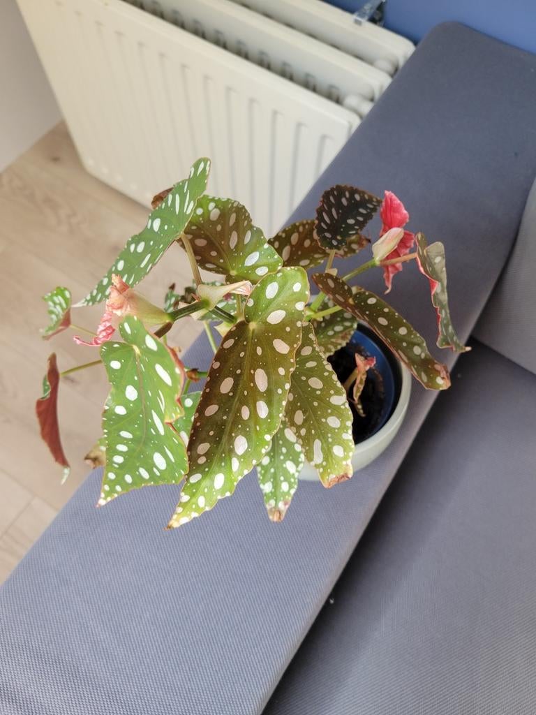 Begonia Maculata - Polkadot Begonia in pot, Huis en Inrichting, Kamerplanten, Overige soorten, Minder dan 100 cm, Groene kamerplant