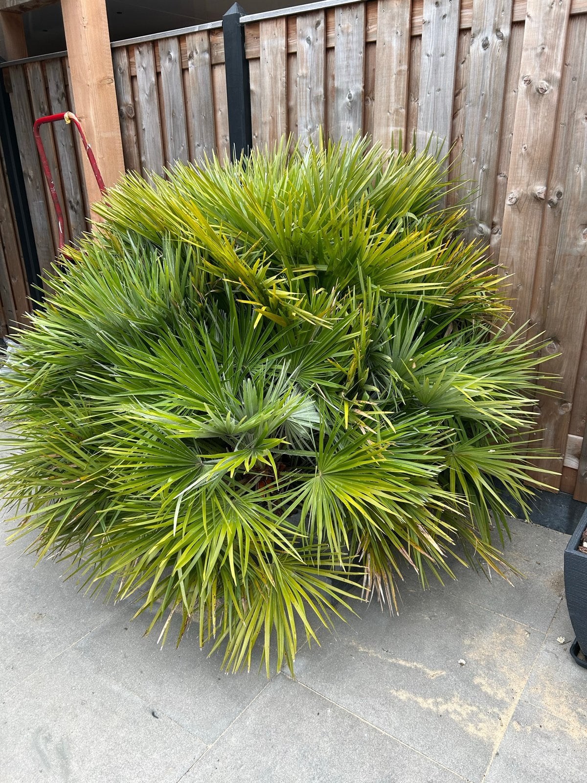 Gratis af te halen: Mooie grote palm, Tuin en Terras, Volle zon, Vaste plant, Bloeit niet, Ophalen