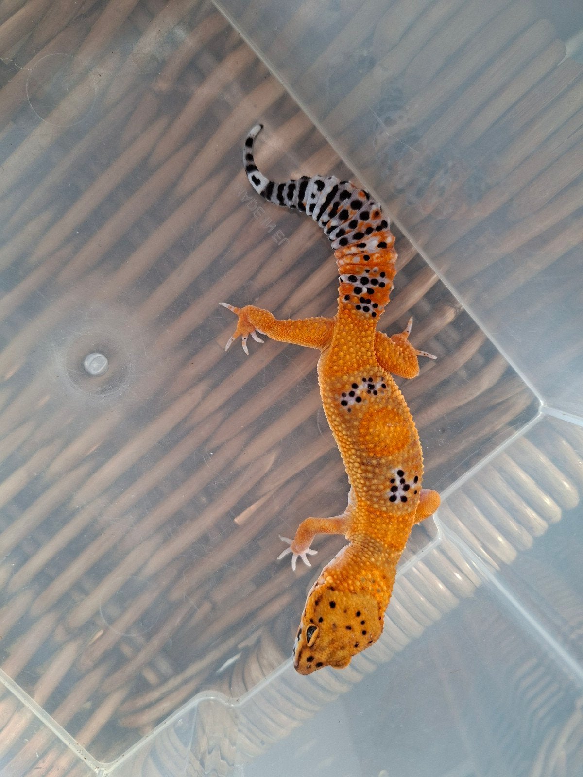 Eublepharis Macularius luipaardgekko man en vrouwen te koop Leopard Gecko photo 3