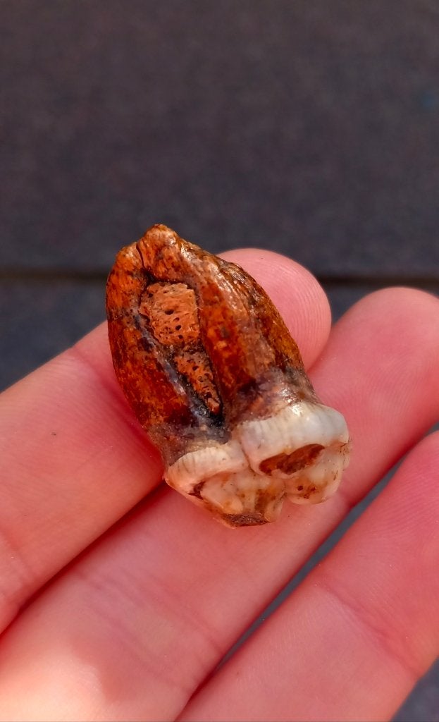 Fossiele kies van een Holenbeer, ijstijd fossielen, Ophalen of Verzenden, Fossiel