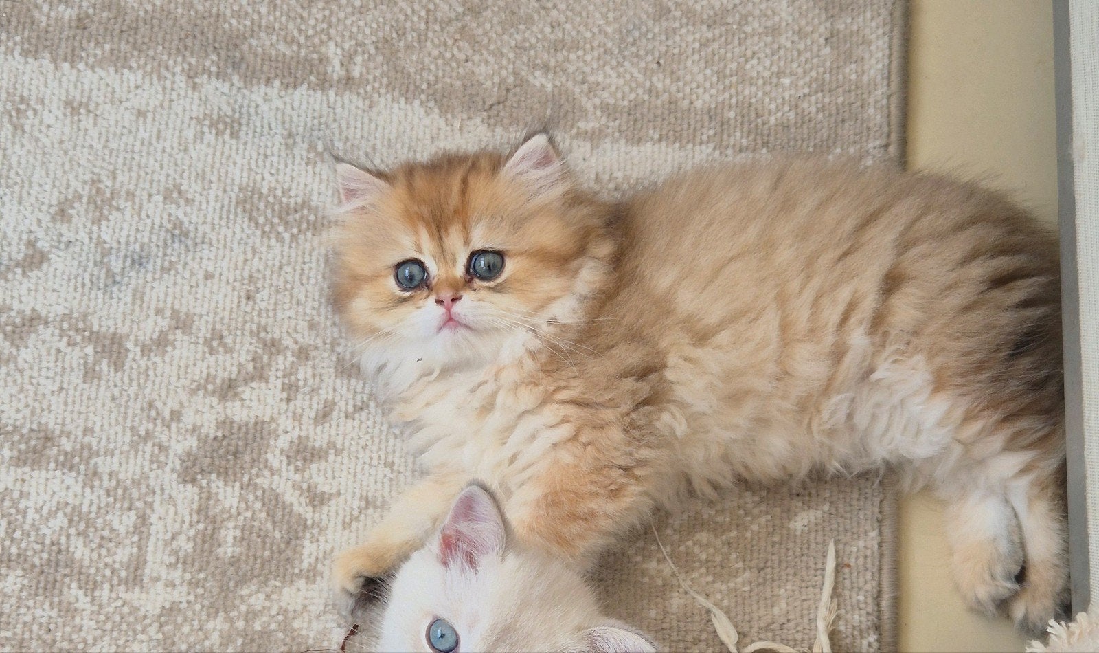 Brits langhaar kitten, Poes