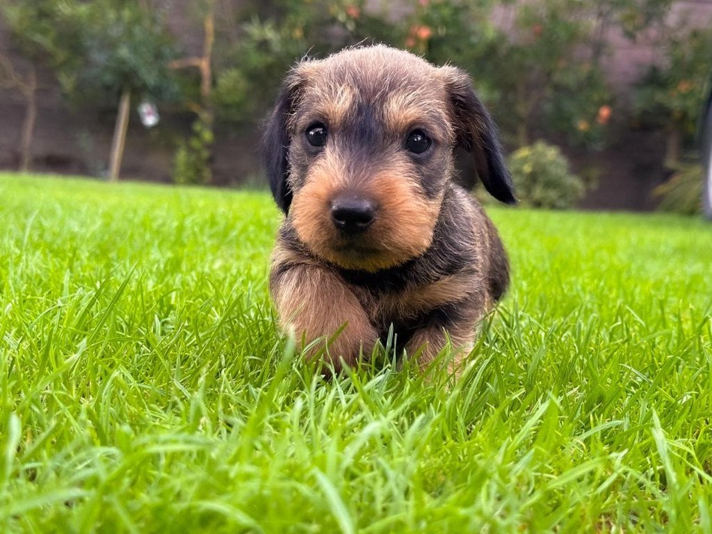 Prachtige stamboom dwergteckel pups,  klein en ruwharig, Dieren en Toebehoren, Honden | Teckels en Dashonden, 8 tot 15 weken, Dwerg