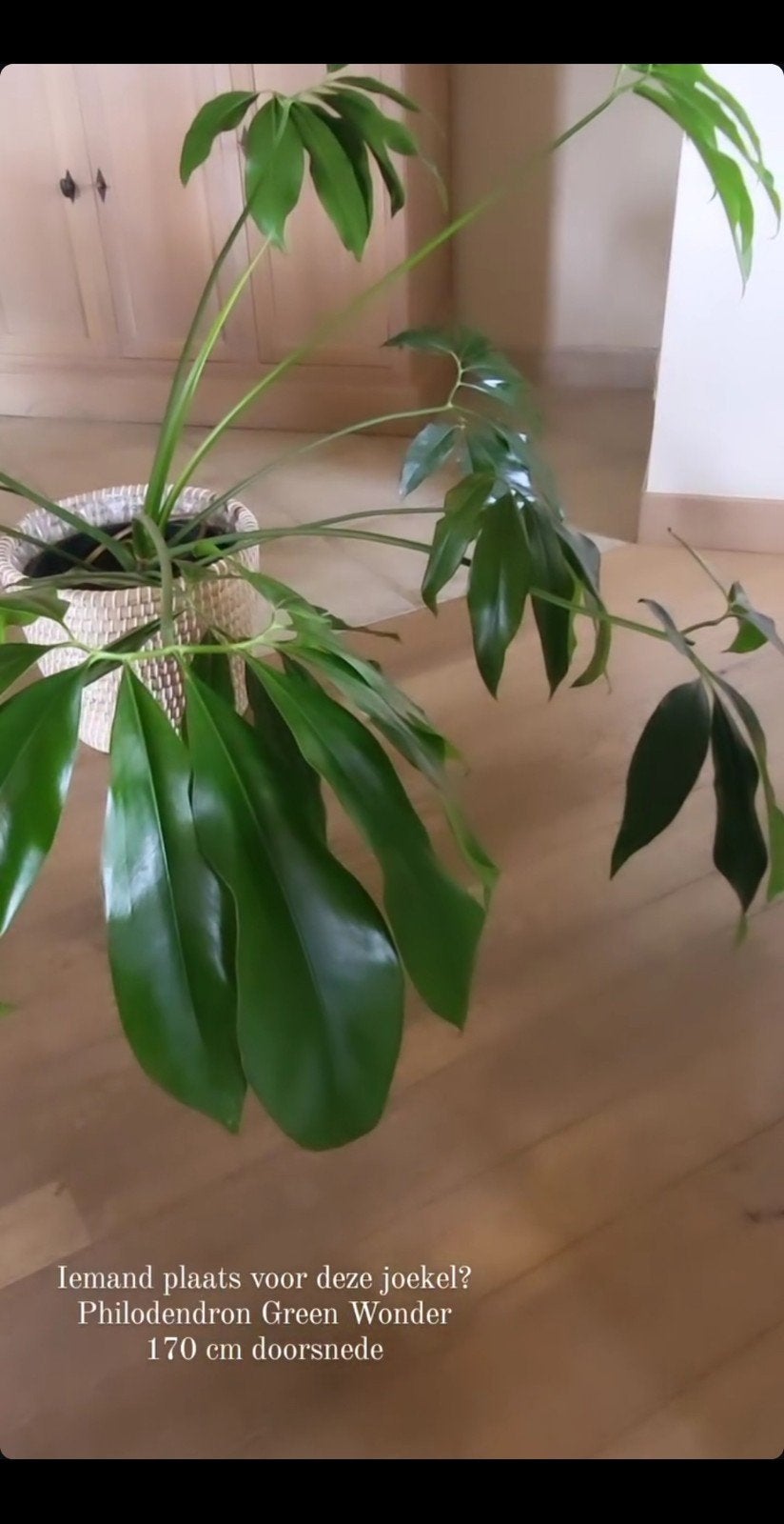 Grote Philodendron Green Wonder, Ophalen, Halfschaduw, Minder dan 100 cm