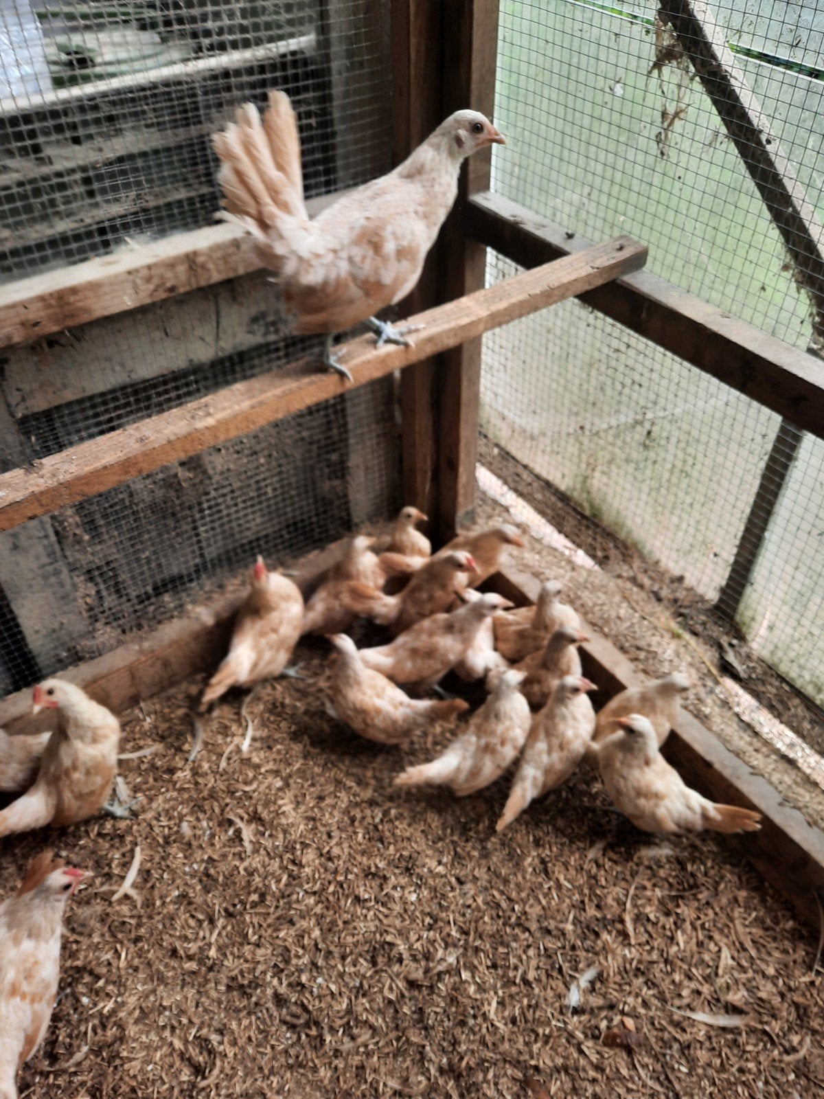 Siebrecht kippen, Dieren en Toebehoren, Meerdere dieren, Kip