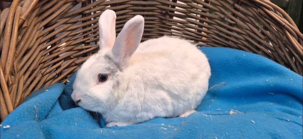 gecastreerde ram WITJE uit de opvang zoekt een tehuis!, Mannelijk, Dwerg