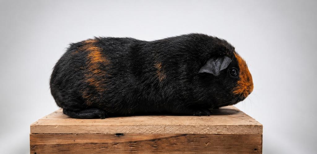 Cavia zeugje, skinnydrager, Cavia, April, Vrouwelijk, Tam