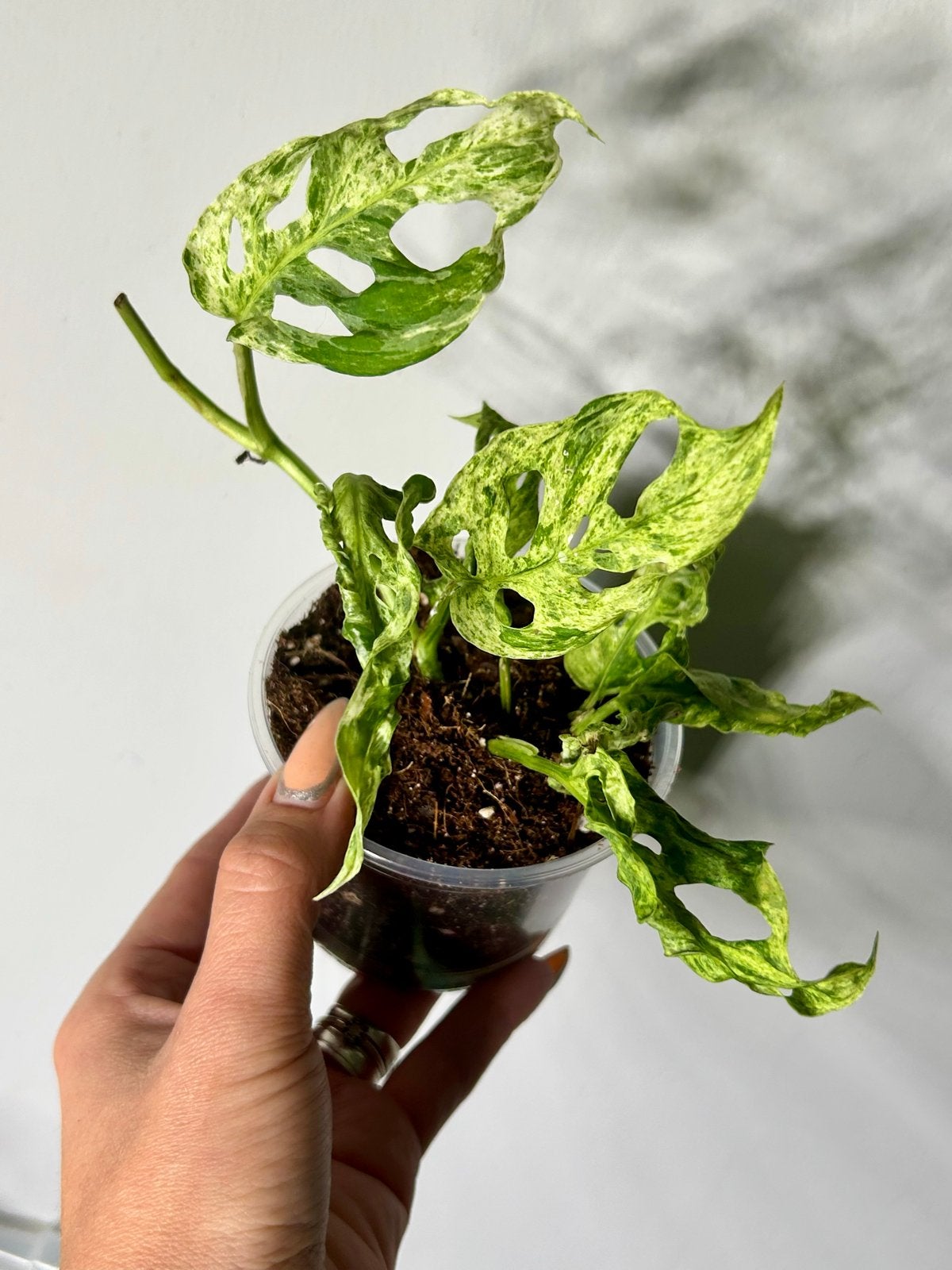 Monstera Frozen Freckles - Zeldzame Variegata Stek, Ophalen of Verzenden, Halfschaduw, Minder dan 100 cm