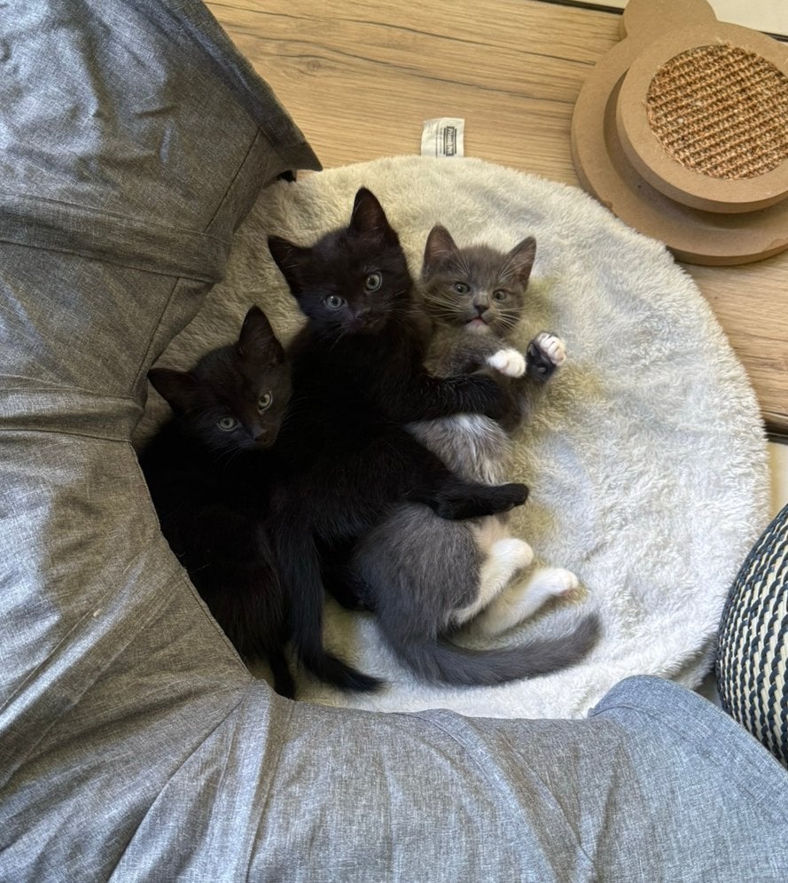 X Ragdoll kittens🩷, Poes, Ontwormd, 0 tot 2 jaar