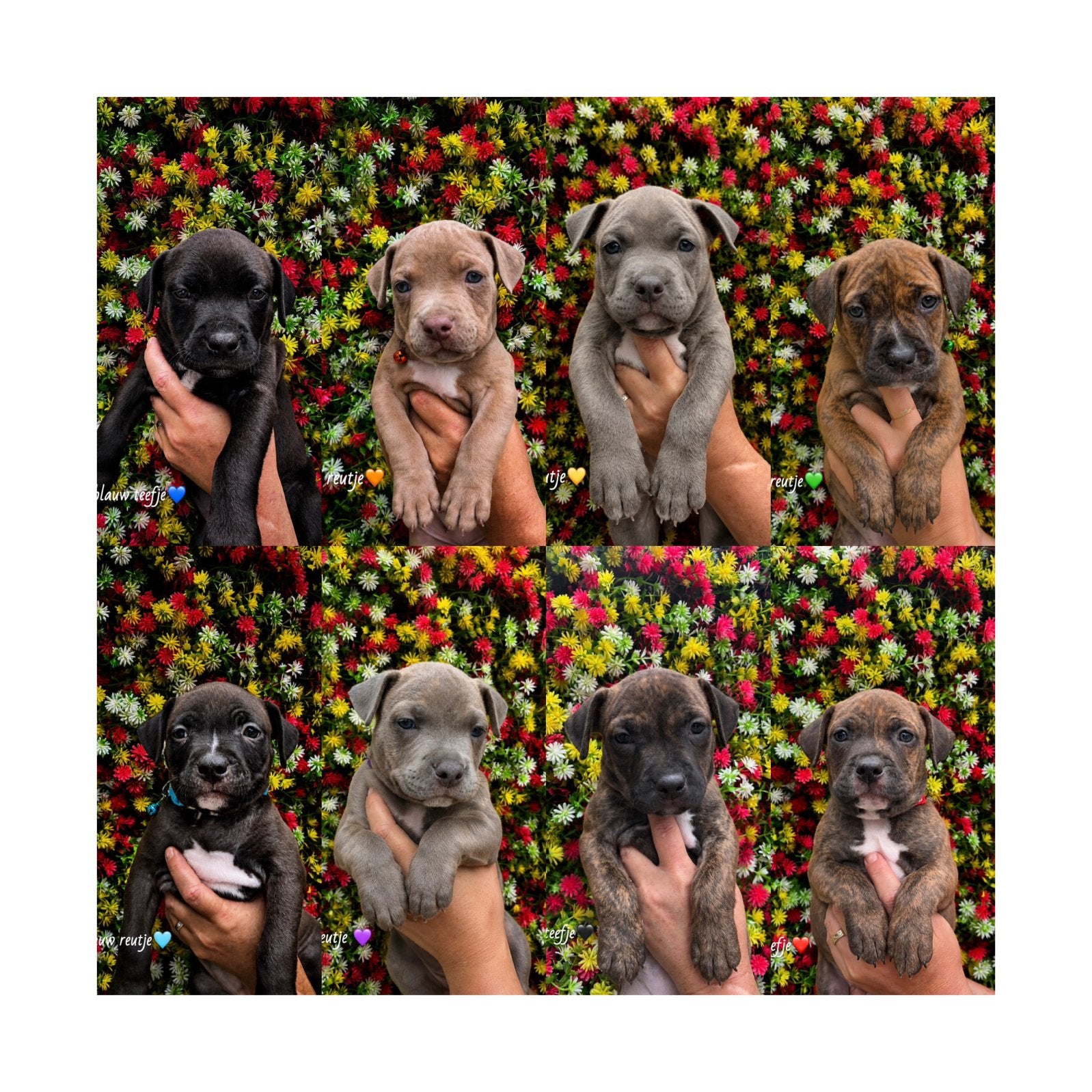 Kruising pitbull/stafford pups, 8 tot 15 weken, Meerdere, Meerdere dieren, Nederland