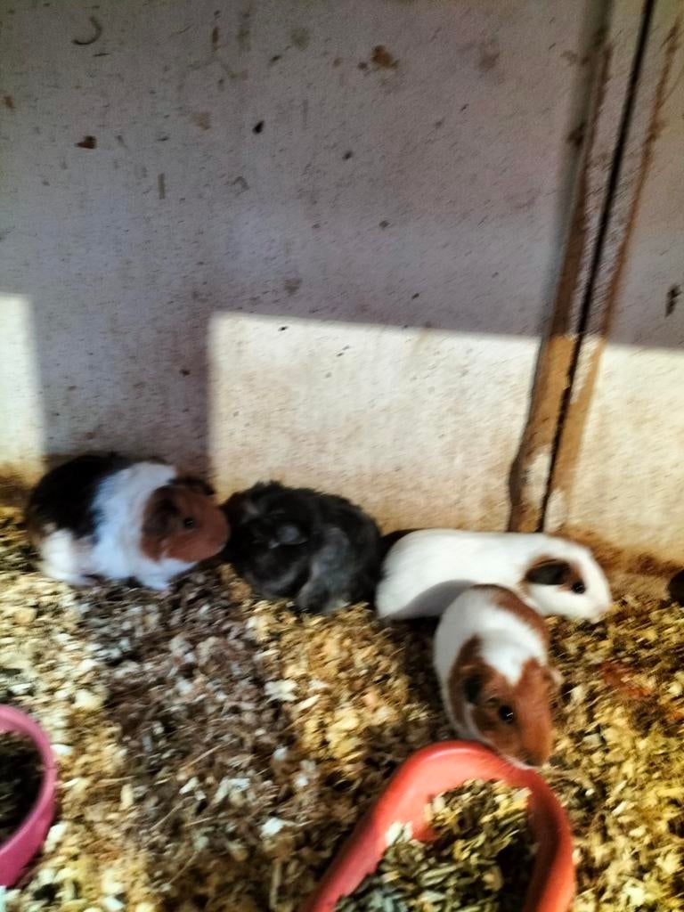 Cavia beertjes, Dieren en Toebehoren, Knaagdieren, Maart, Mannelijk, Cavia