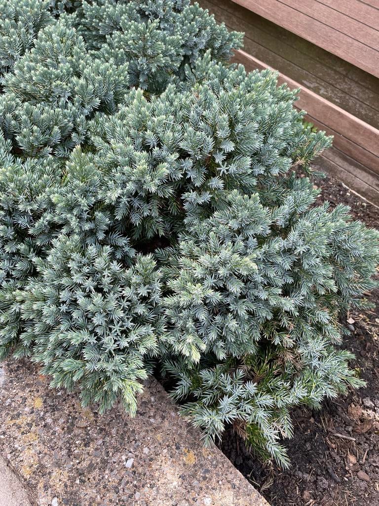 Juniperus - Dwergconifeer voor tuin en pot, Overige soorten, Volle zon, Vaste plant, Ophalen of Verzenden