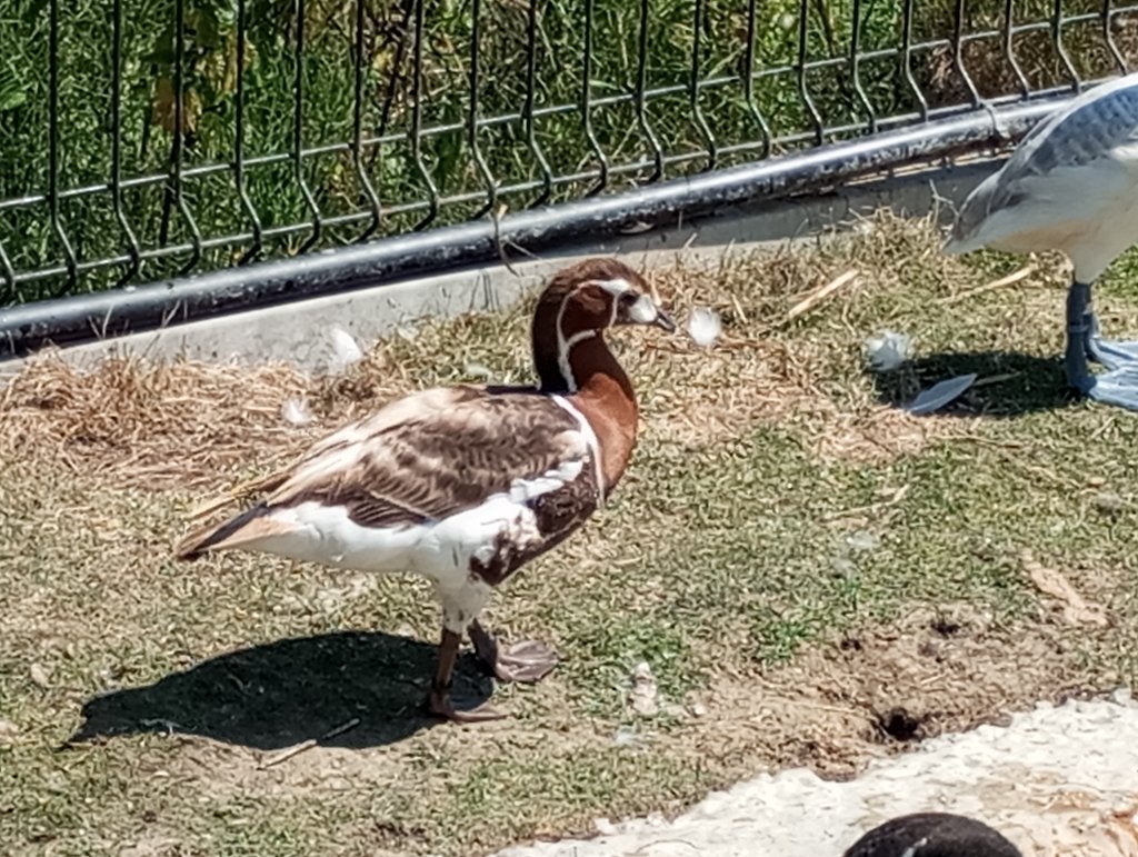 Roodhalsganzen ( blond ), Dieren en Toebehoren, Pluimvee, Meerdere dieren, Gans of Zwaan