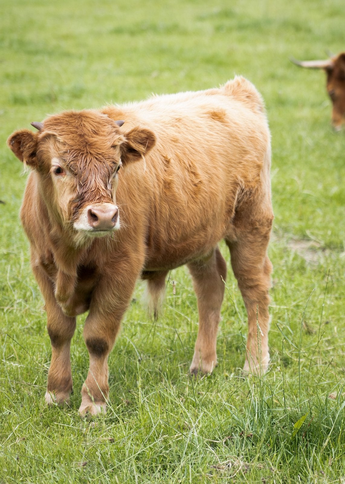 Mini hooglander stiertje, Dieren en Toebehoren, Mannelijk
