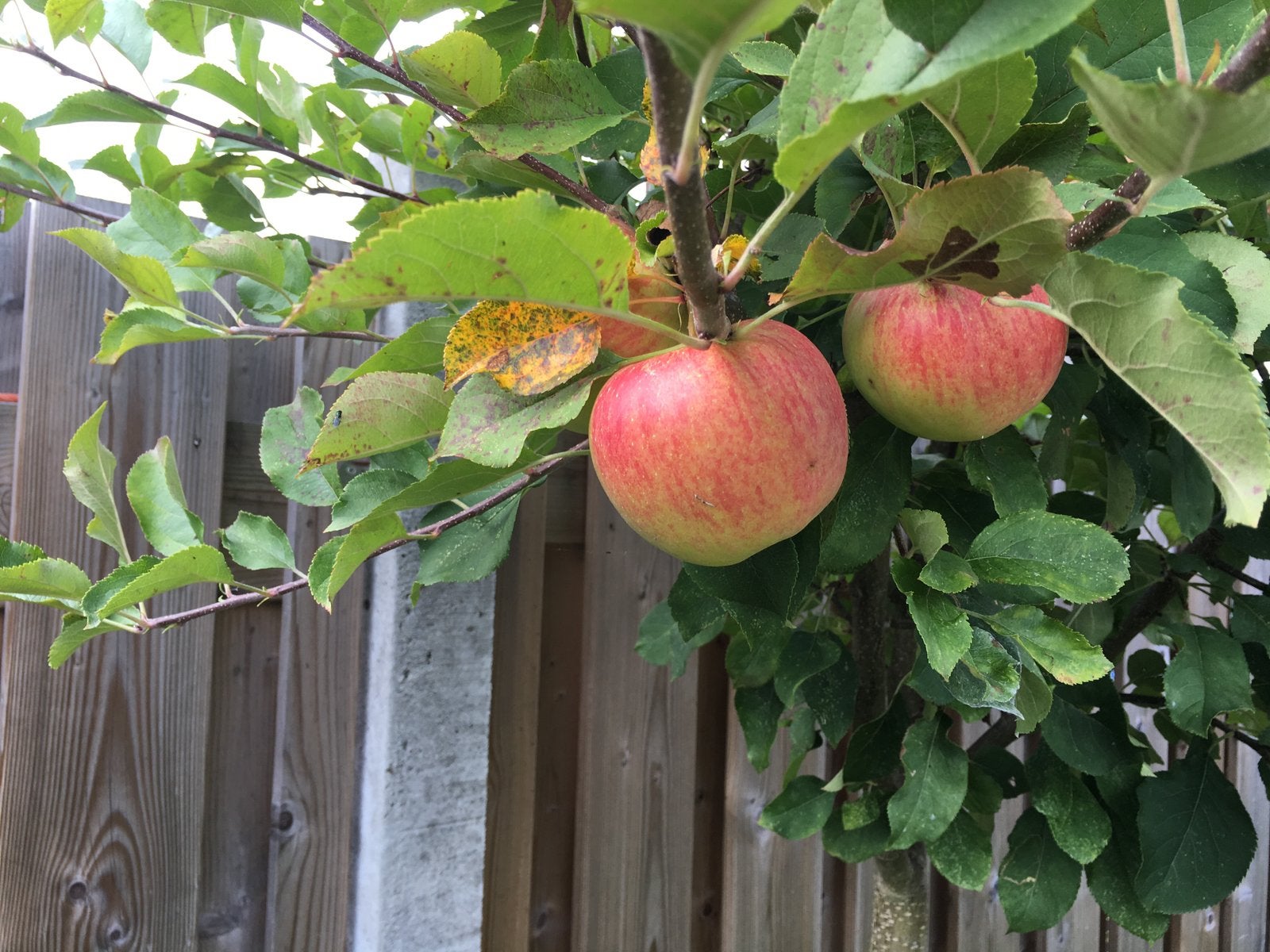 Gezocht -snoeien van de Fruitbomen., Tuin en Terras, Ophalen of Verzenden, Overige soorten, Lente