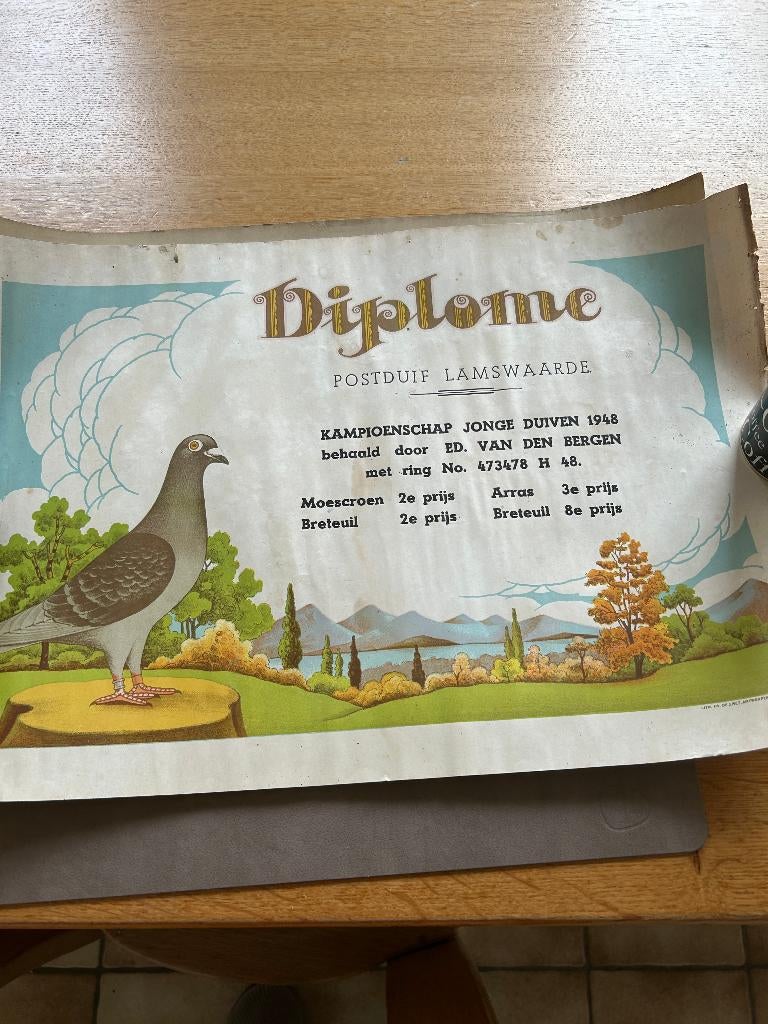 vintage duiven diploma  lamswaarde, Gebruikt, Ophalen of Verzenden, 1940 tot 1960, Dier