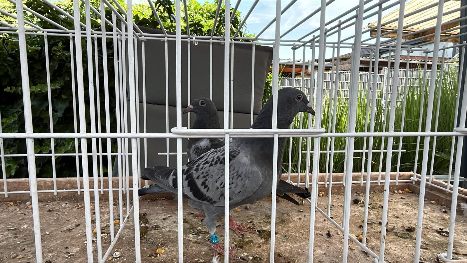 Broer/zus van vader 3eTT/16.088 d. en 1e/8.493 d., Meerdere dieren, Postduif
