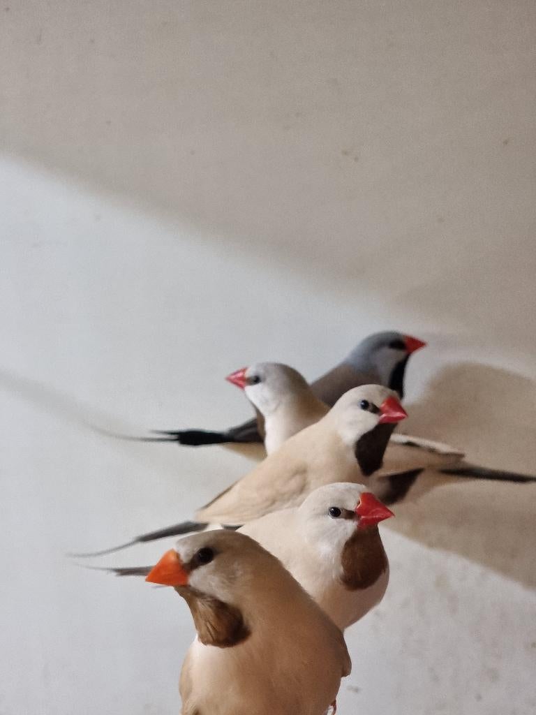 Spitsstaartamadine | Veel keuze uit tropische vogels, Meerdere dieren, Tropenvogel
