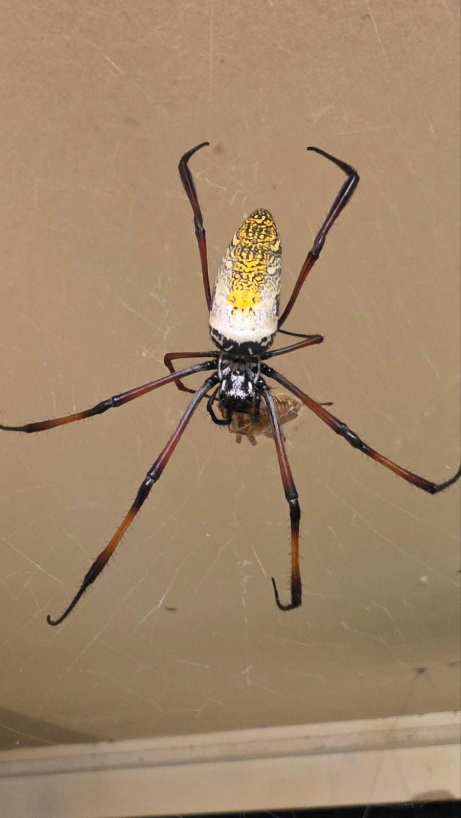 Trichonephila inaurata / Spin, Dieren en Toebehoren, Insecten en Spinnen, Spin of Schorpioen