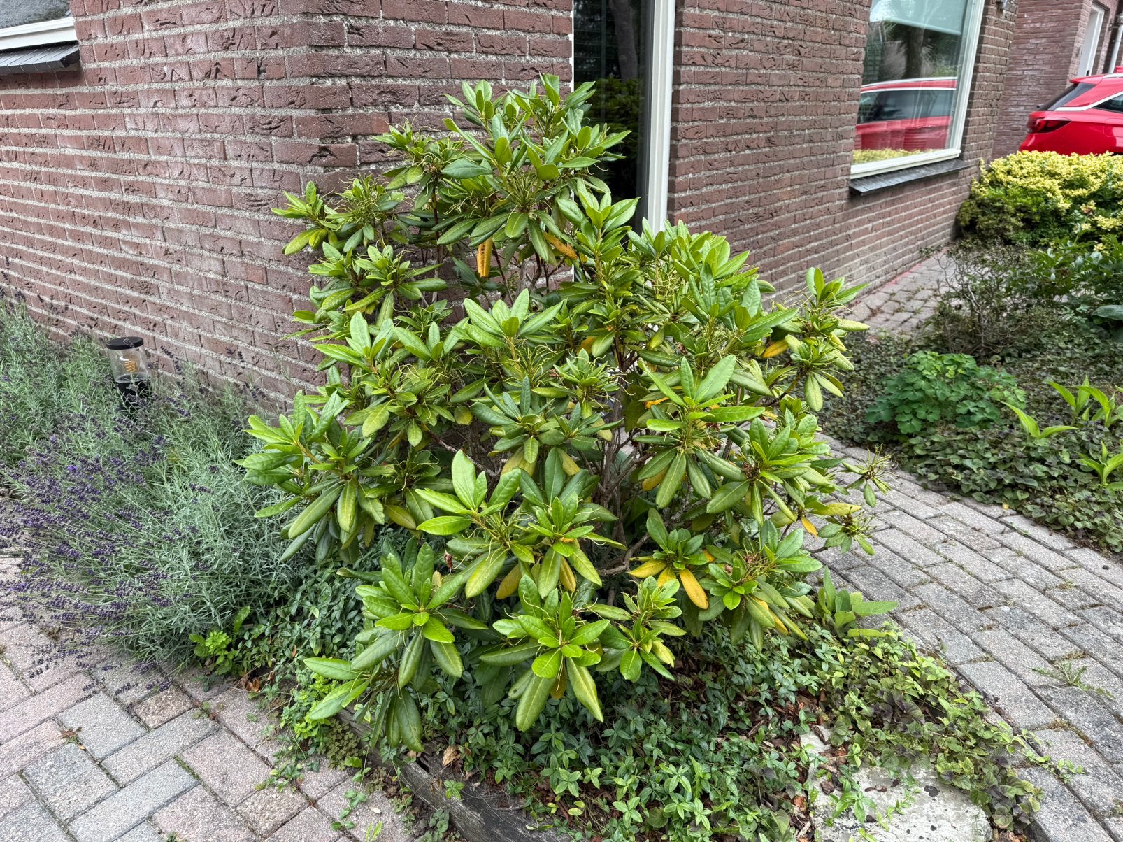 Volwassen tuinplanten (in najaar uit te graven), Tuin en Terras, Ophalen, Halfschaduw, Overige soorten