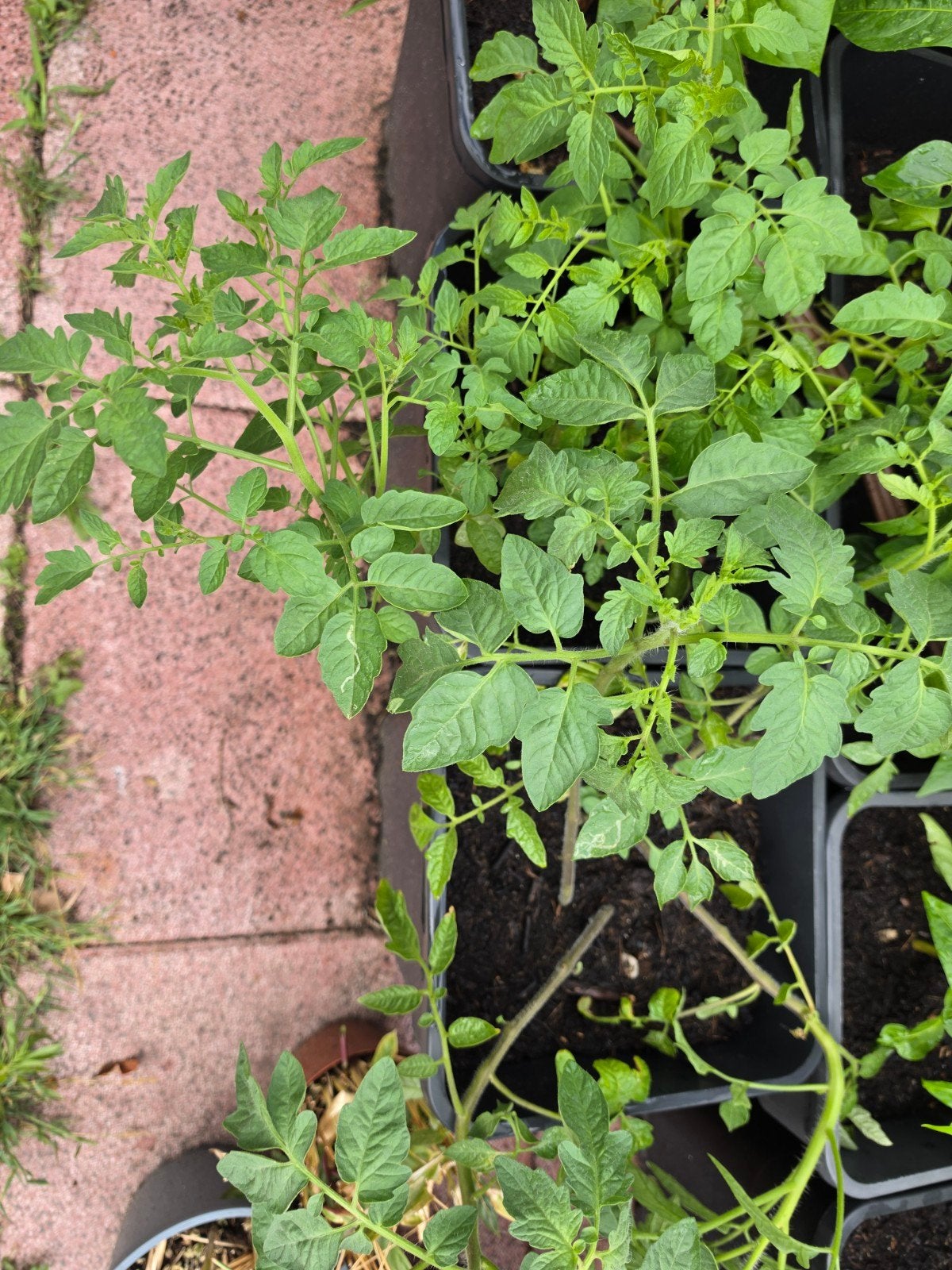 Tomatenplantjes, Tuin en Terras, Ophalen, Overige soorten, Volle zon