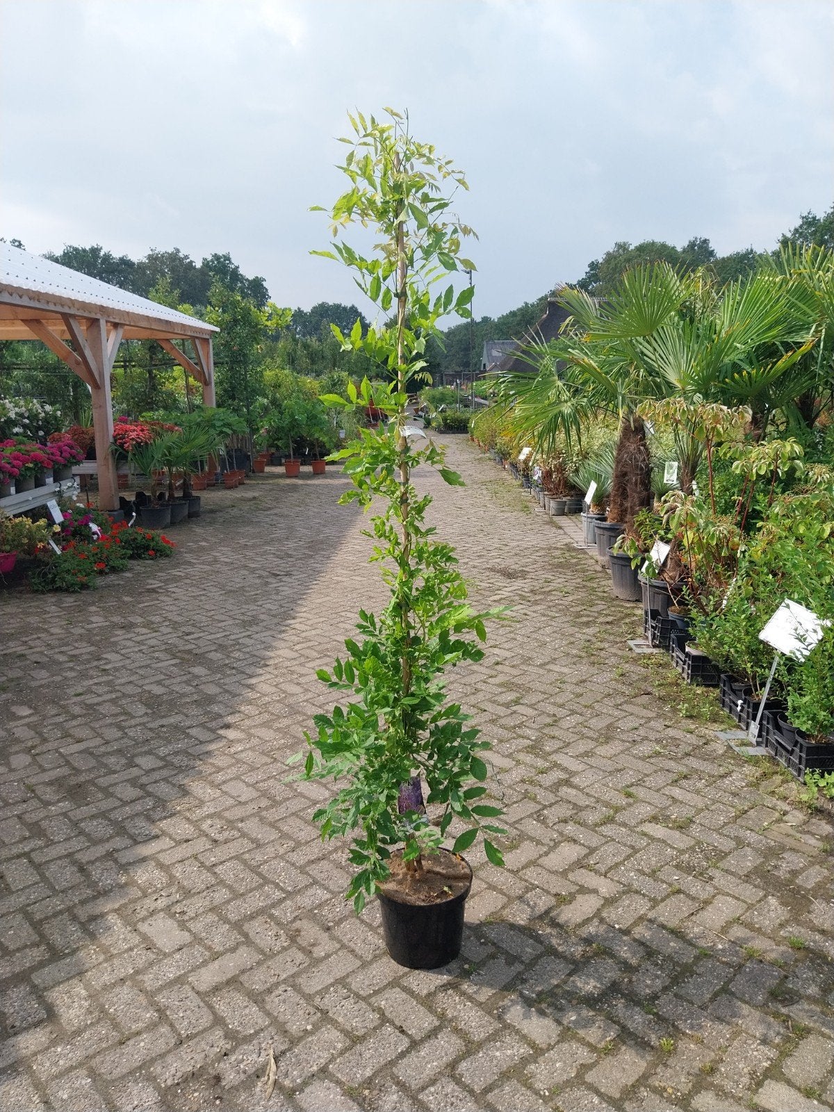 Wisteria Prolific - Blauwe Regen Klimplant, Ophalen, Overige soorten, Volle zon