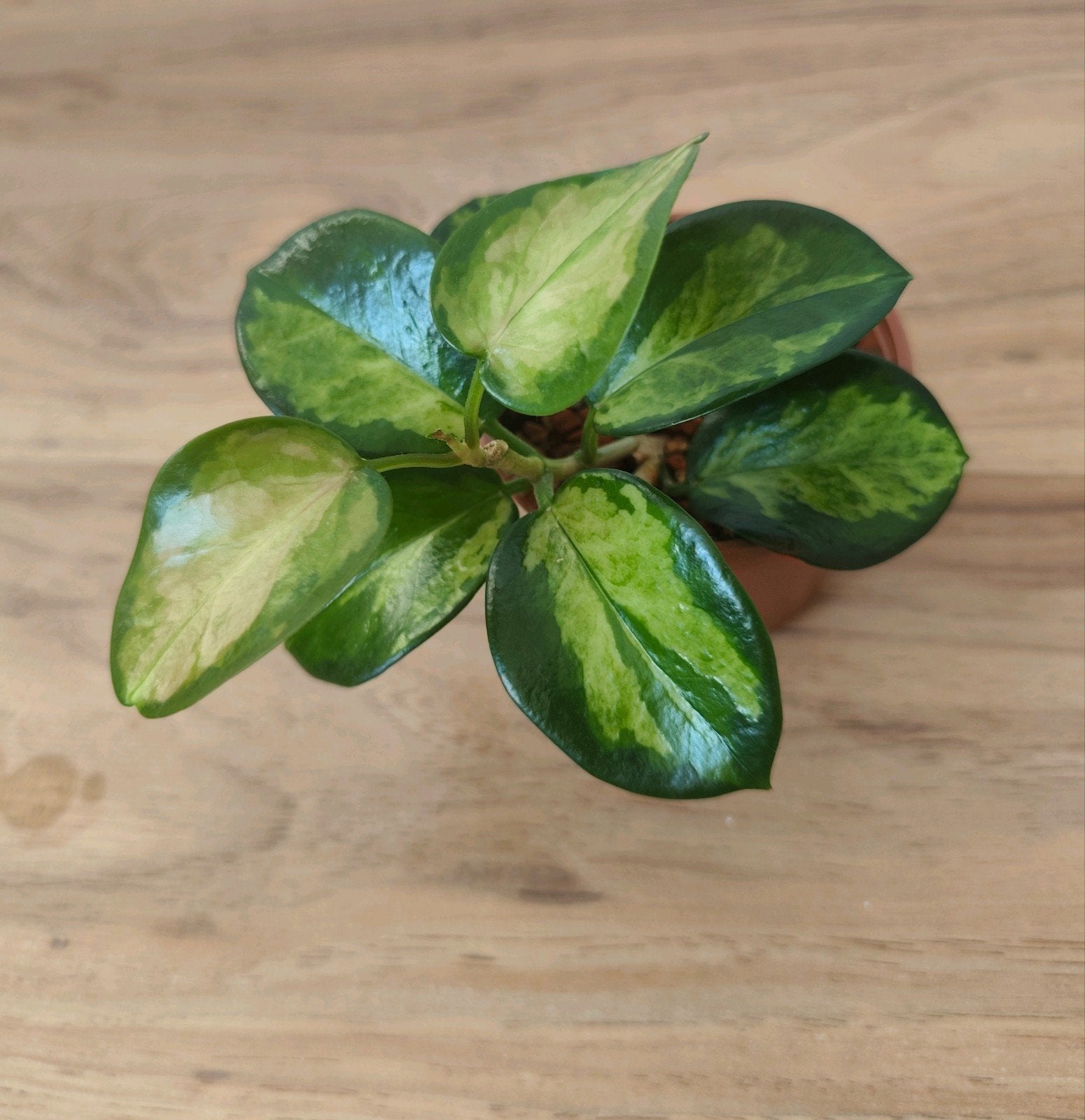 Hoya Australis 'Lisa', Huis en Inrichting, Ophalen of Verzenden, Halfschaduw, Minder dan 100 cm