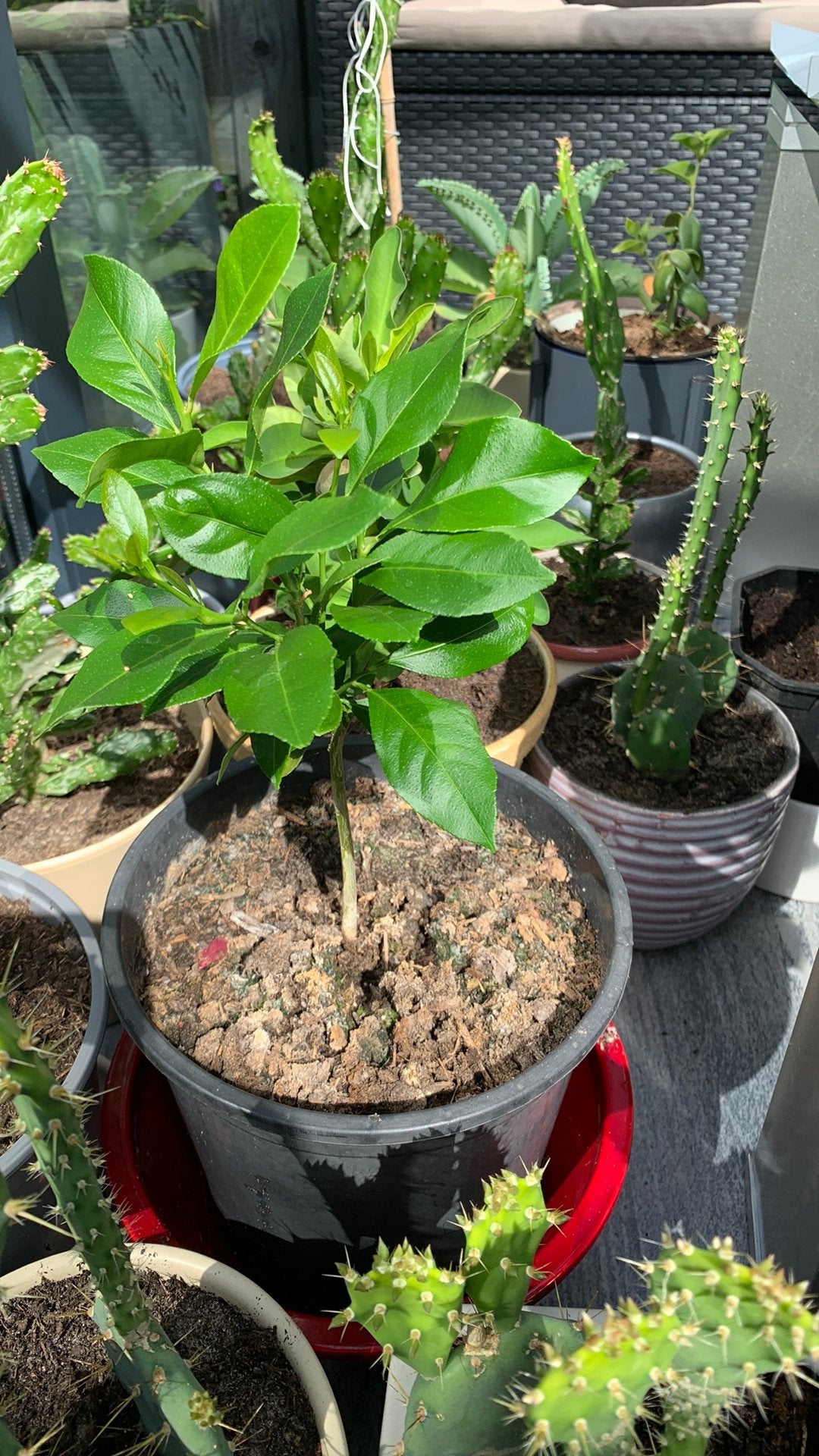 Citroen plant met pot €10, Ophalen, Halfschaduw, Minder dan 100 cm