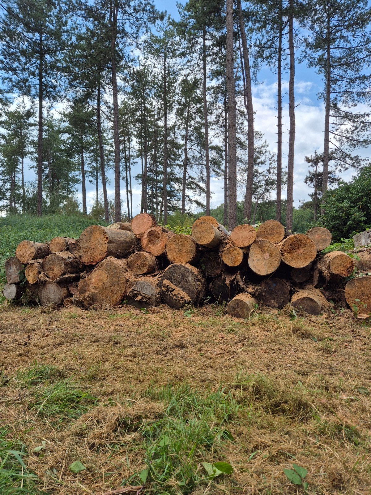 haardhout op stam., 6 m³ of meer, Ophalen