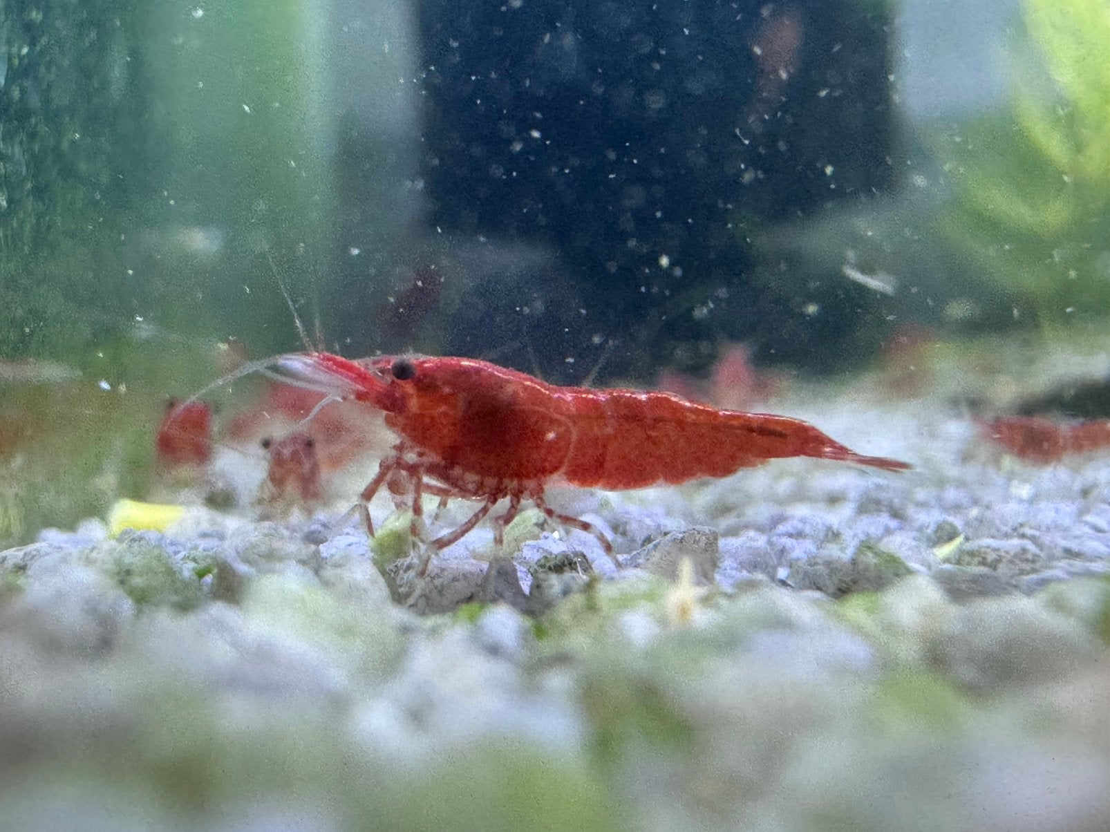 Rode garnalen, Kreeft, Krab of Garnaal