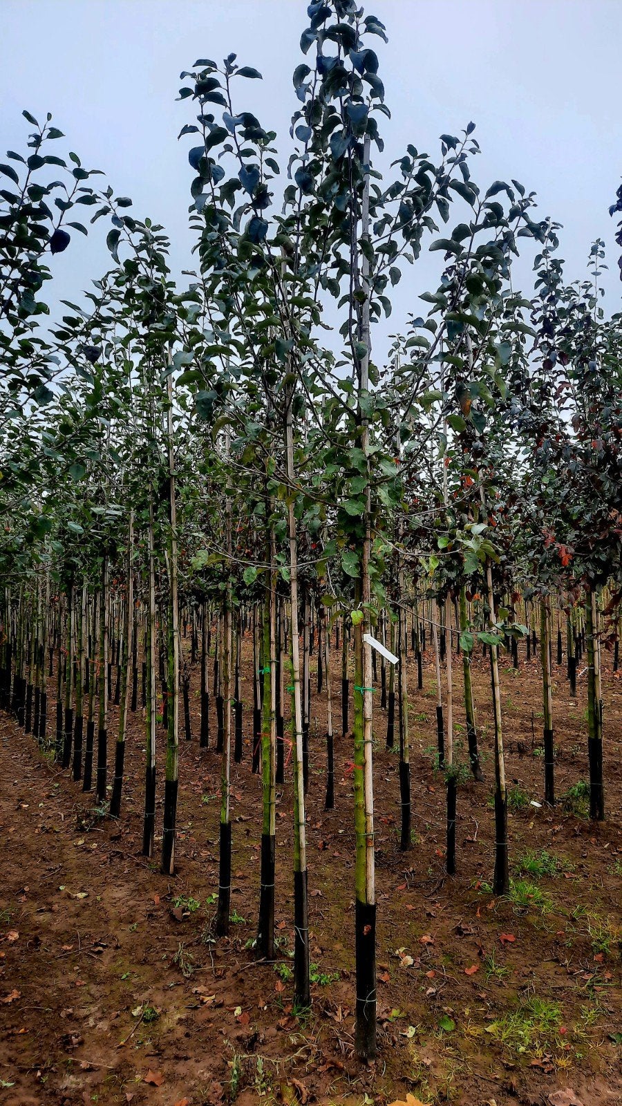 Malus  'Elstar' appelboom🍎🌿  hoogstam, Tuin en Terras, Planten | Bomen, Ophalen, Lente, Volle zon, Overige soorten