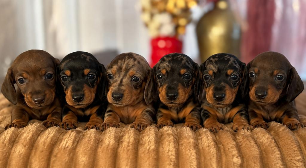 Kaninchen / dwerg teckel pups, Dieren en Toebehoren, Honden | Teckels en Dashonden, Parvo, 8 tot 15 weken, Korthaar, Dwerg