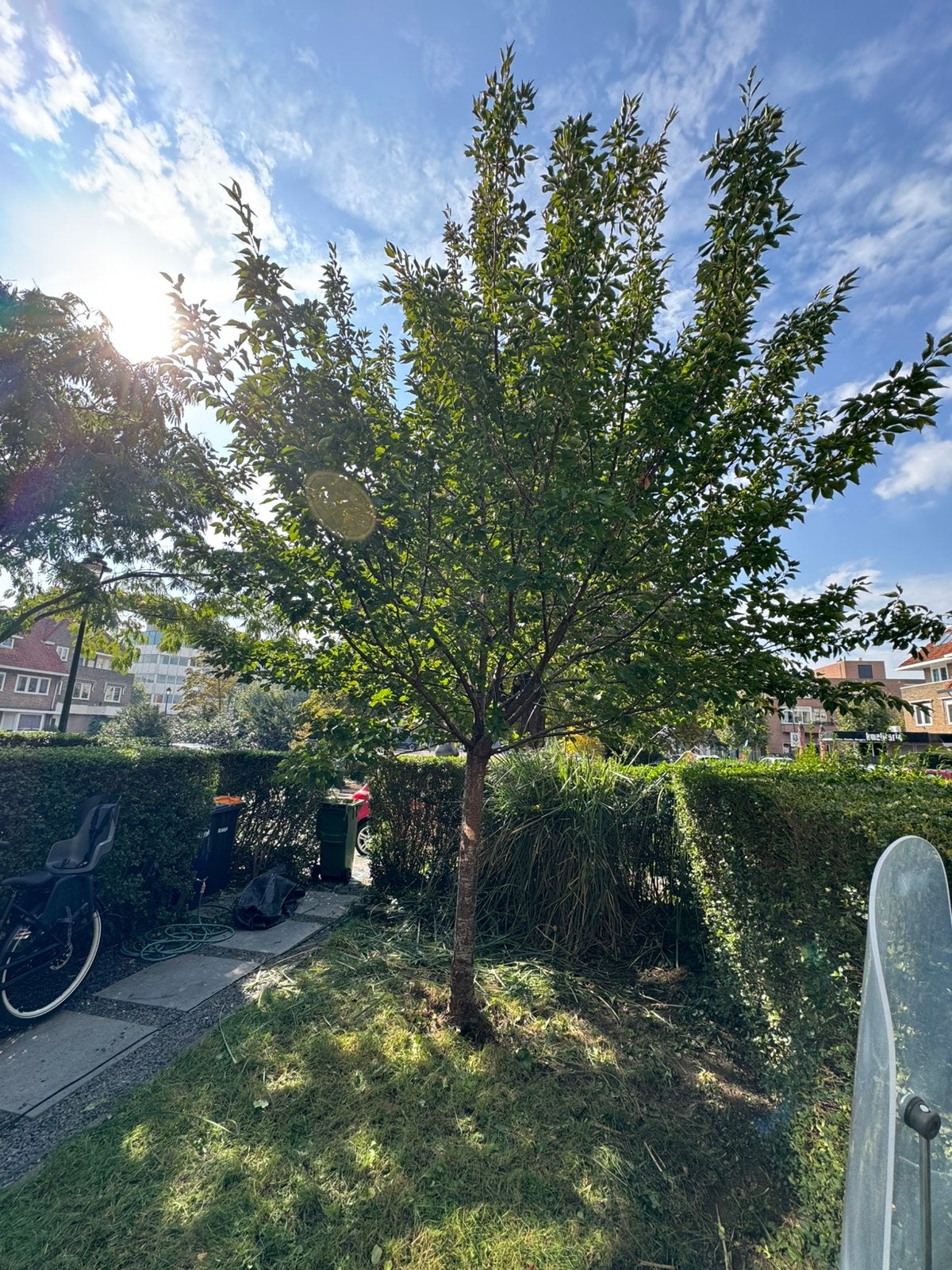 Kersenboom met witte bloesem (zelf uigraven), Overige soorten, Lente, 250 tot 400 cm, Ophalen