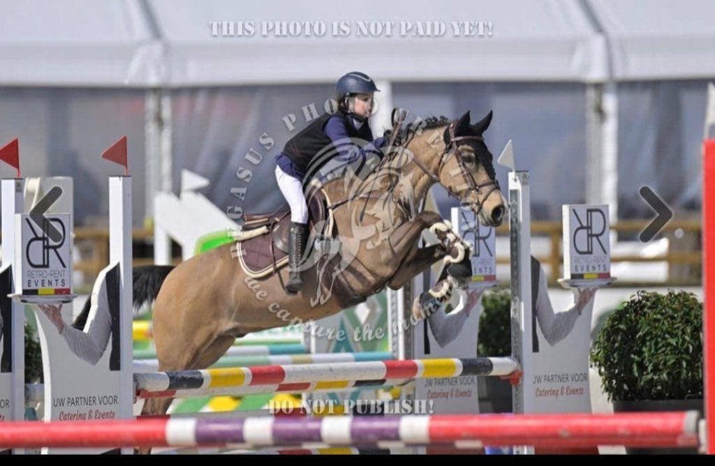 Knappe, ervaren en veelzijdige D sportpony, Dieren en Toebehoren, B, Ruin, Springpony, 11 jaar of ouder