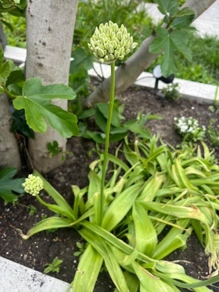 Sierui allium wit - gratis, een zakje  potgrond is lief, Ophalen, Overige soorten, Volle zon