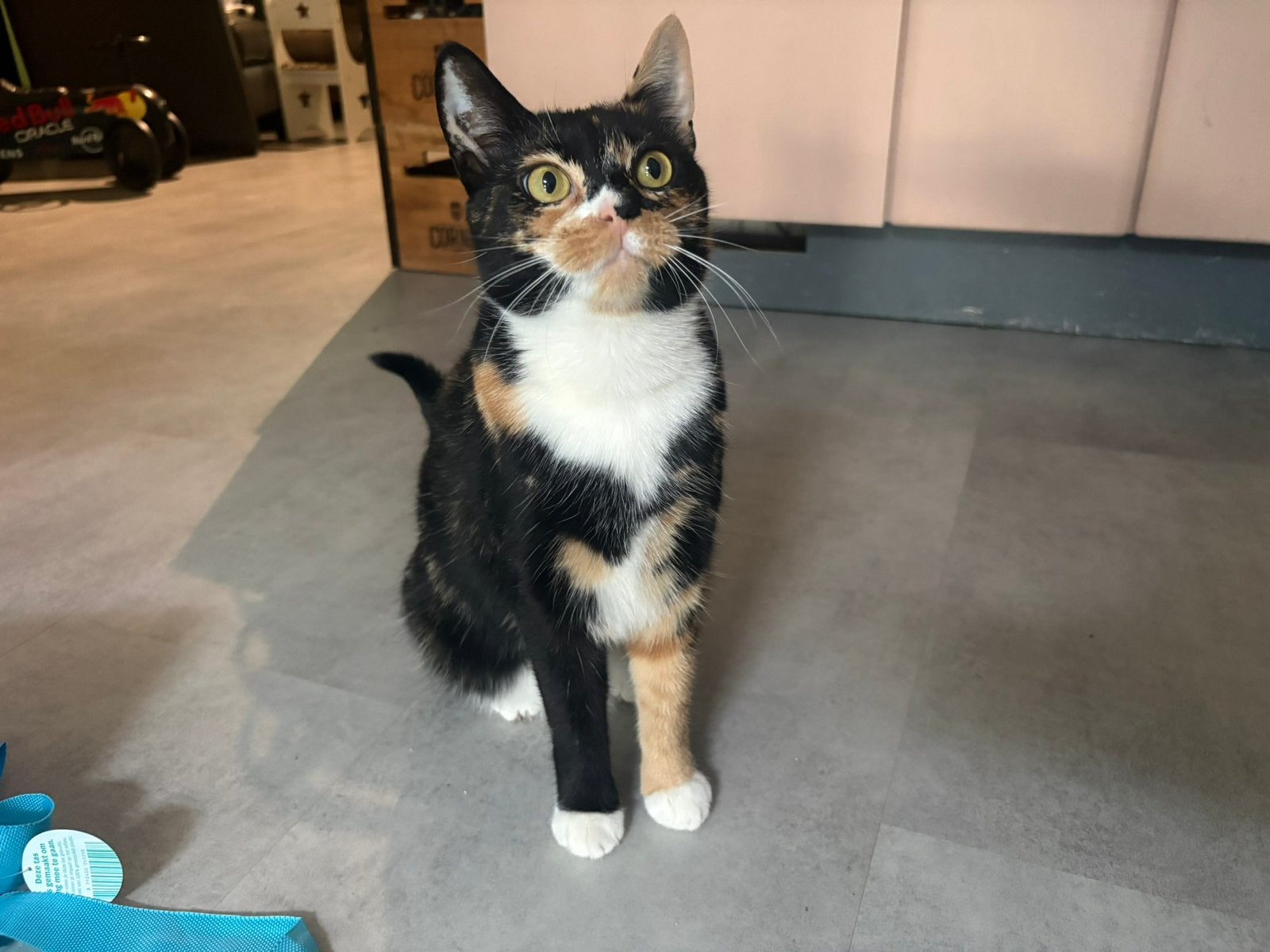 Een lapjes poes en een grijs met witte poes, Poes, Kortharig, 0 tot 2 jaar