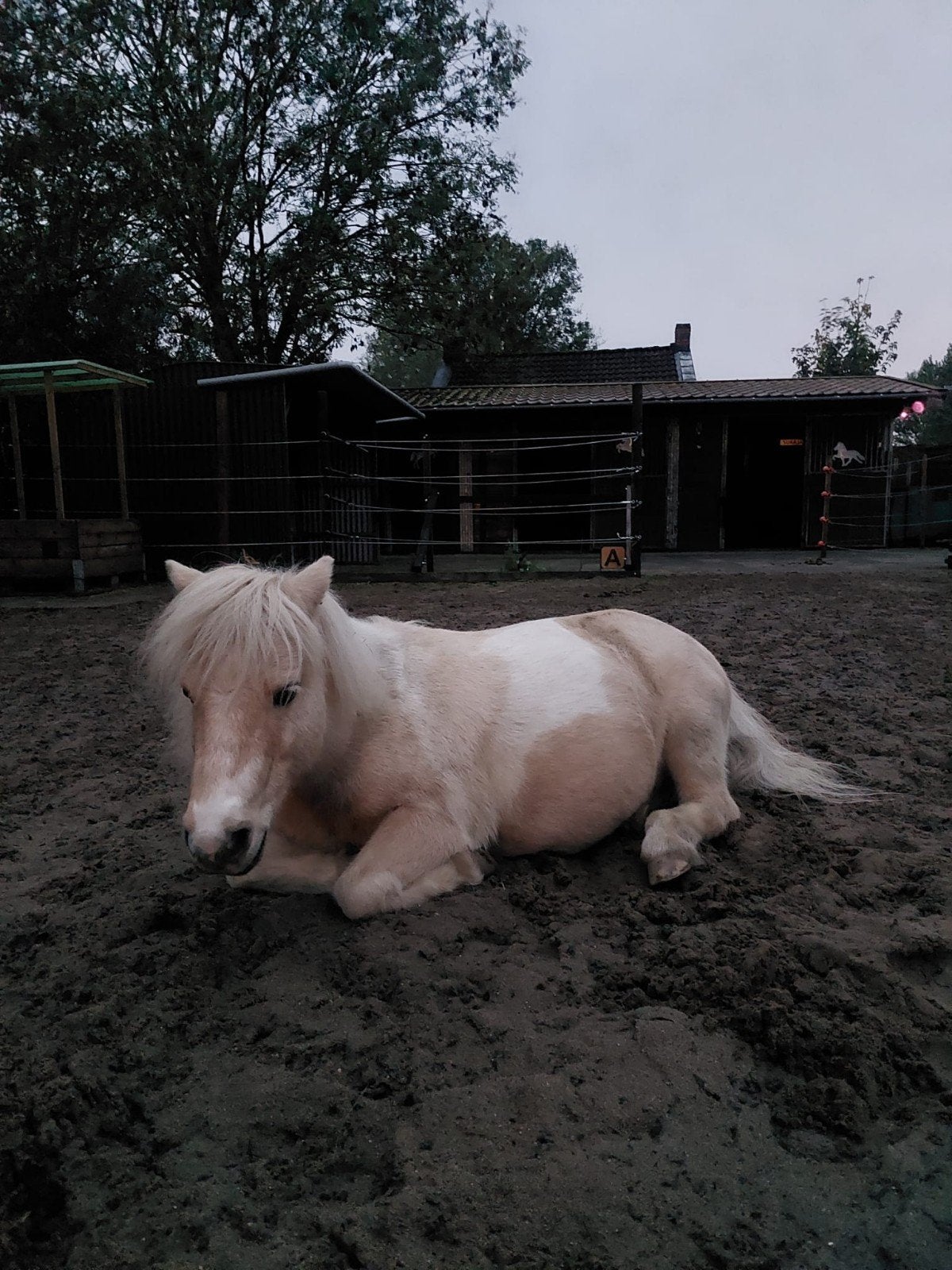 plekken voor a ponys, Stalling, 2 of 3 paarden of pony's