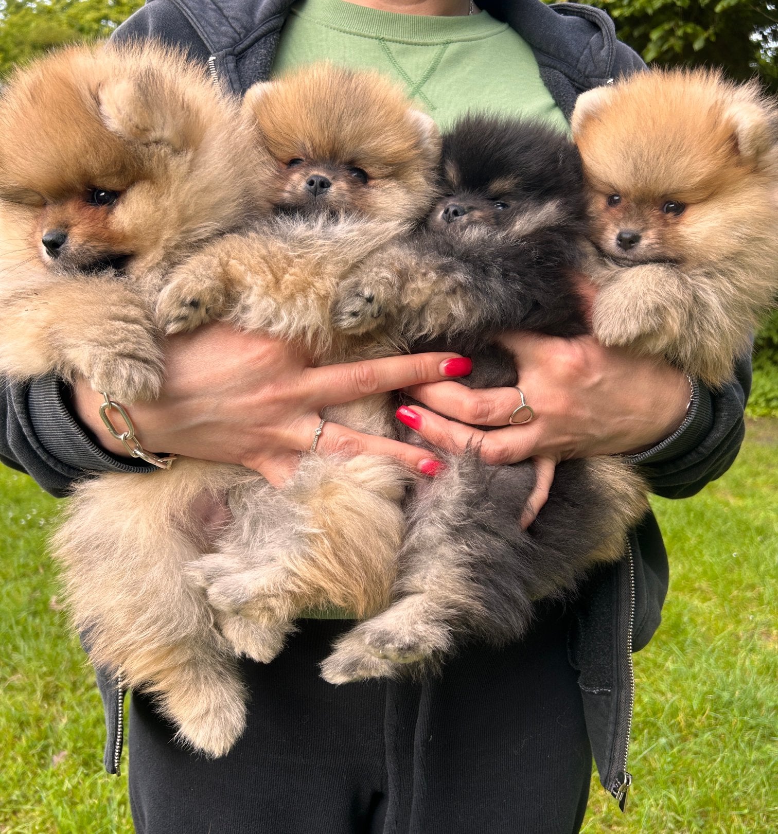 🌺Pomeranian🌺, Dieren en Toebehoren, Honden | Poolhonden, Keeshonden en Oertypen, Parvo, België, Particulier, Keeshond