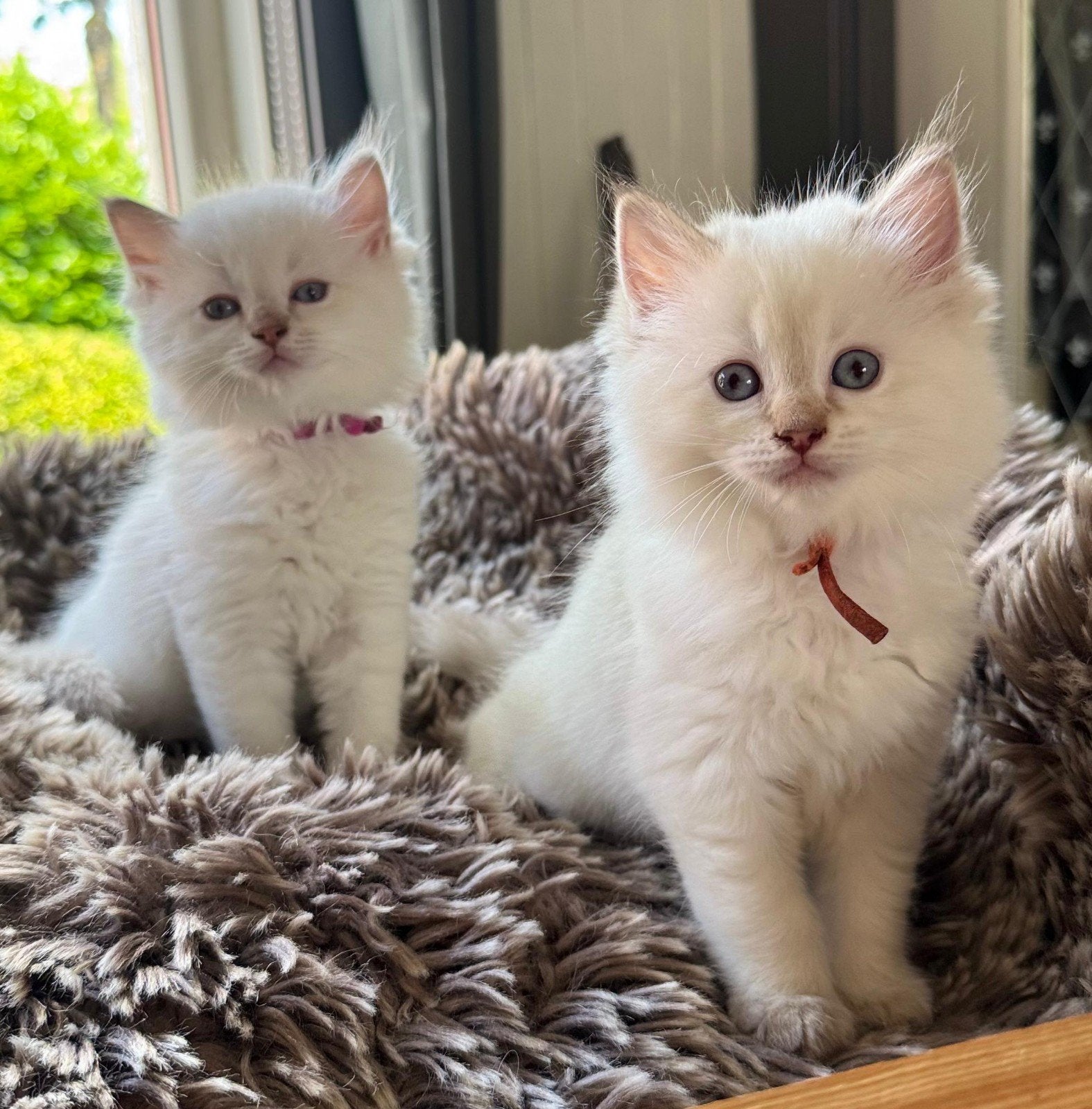 Ragdoll kittens met stamboom, Meerdere dieren, Met stamboom, 0 tot 2 jaar