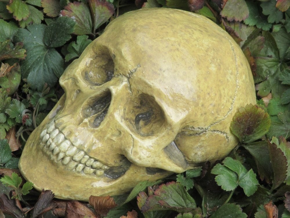 liggende Schedel vochtbestendig voor tuin of terrarium, Ophalen of Verzenden, Nieuw